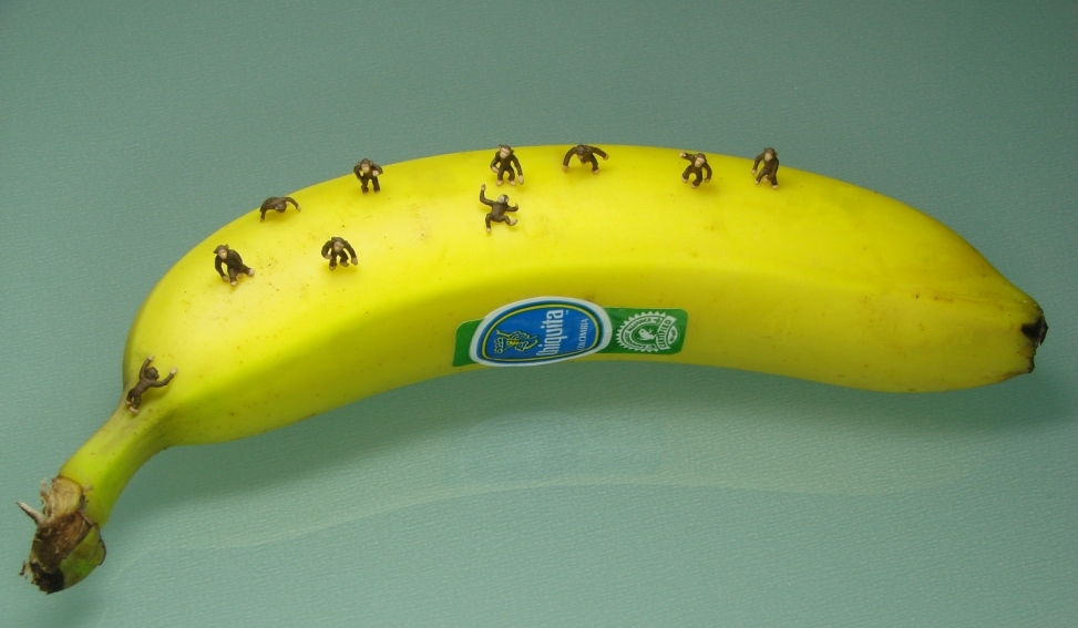 zehn kleine Modellaffenkinder auf einer echten Banane